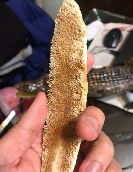 漫谈巨骨舌鱼之你不知道的事 - pctoc宠物乐园