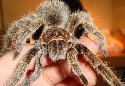 最适合新手饲养的宠物蜘蛛 - pctoc宠物乐园